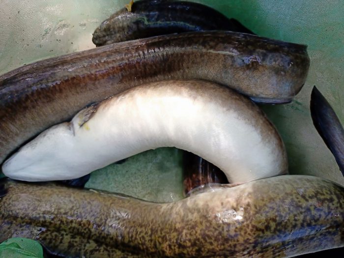 Quảng Ngãi nuôi cá chình trong lồng cho thu nhập cao  Aquaculture