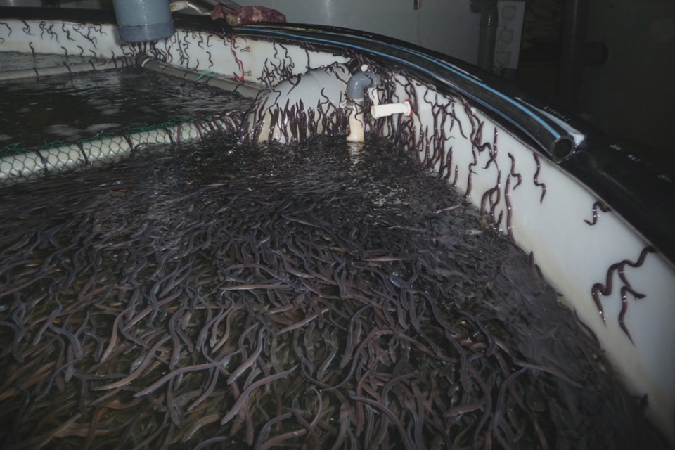 Mô hình nuôi lươn không bùn cho hiệu quả kinh tế tốt. Ảnh minh họa: The Fish Site.