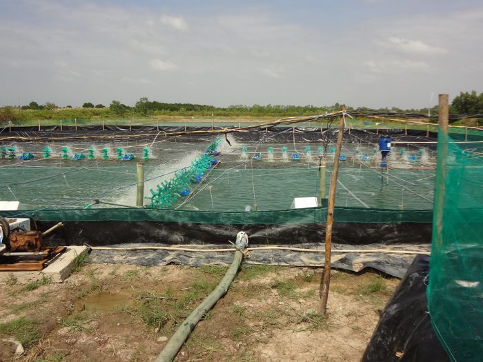 Mô hình nuôi tôm siêu thâm canh trên địa bàn huyện Đầm Dơi.