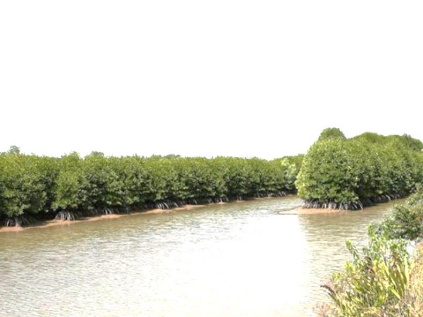 Mô hình nuôi tôm dưới tán rừng của nông dân huyện Duyên Hải, tỉnh Trà Vinh