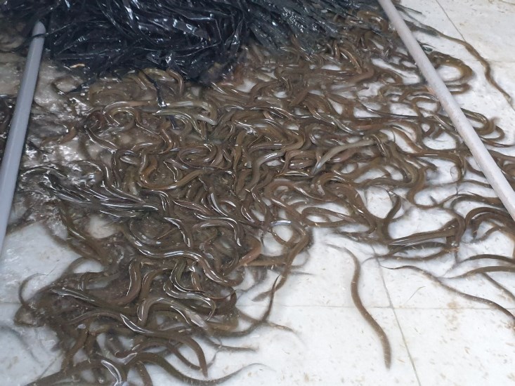 Mô hình nuôi lươn không bùn trong bể xi măng của anh Lai