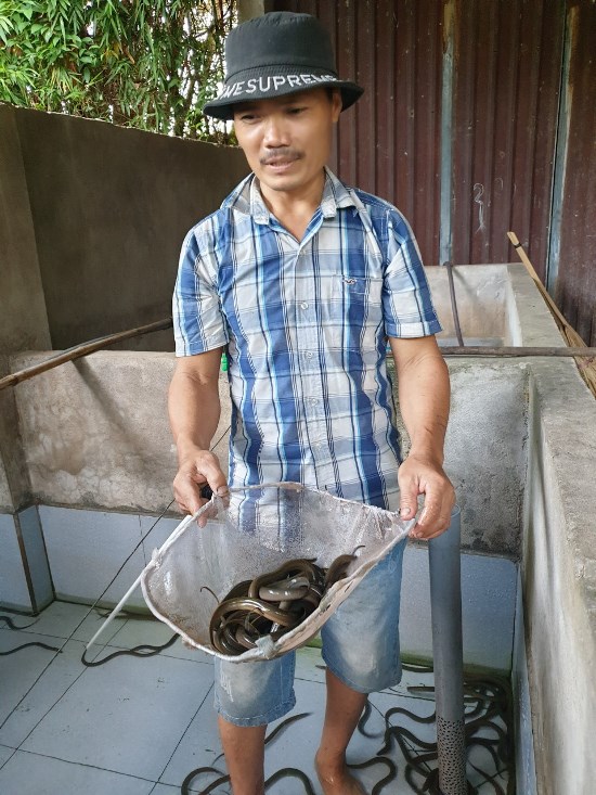 Anh Lai chia sẻ, nuôi lươn đã giúp gai đình anh thoát nghèo