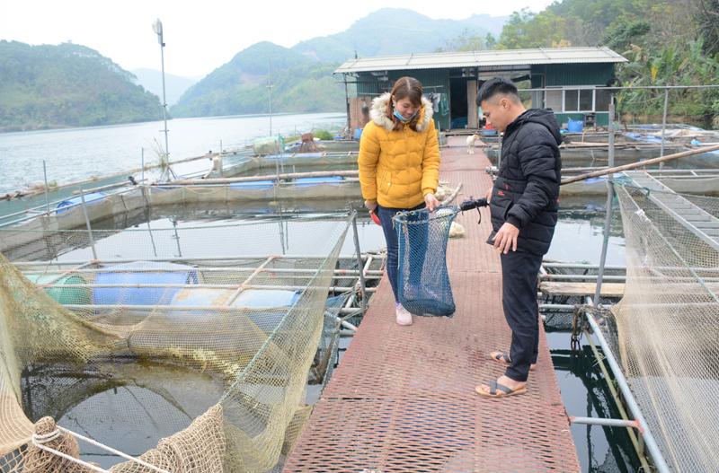 Hợp tác xã chăn nuôi thủy sản xã Yên Lập nuôi 68 lồng cá các loại.