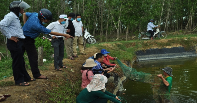 Tham quan, tổng kết mô hình nuôi ghép tôm thẻ chân trắng, cua biển và cá đối mục tại xã Bình Dương, huyện Bình Sơn