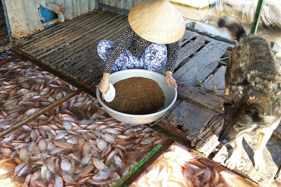 Nhiều bè cá tại Tiền Giang đến lứa thu hoạch nhưng thương lái ngưng thu mua.