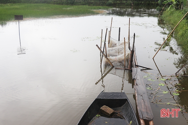 Ao nuôi ốc bươu đen của gia đình anh Nguyễn Văn Thủy (thôn Hà Thanh) đã cho thu hoạch từ tháng 8/2021.