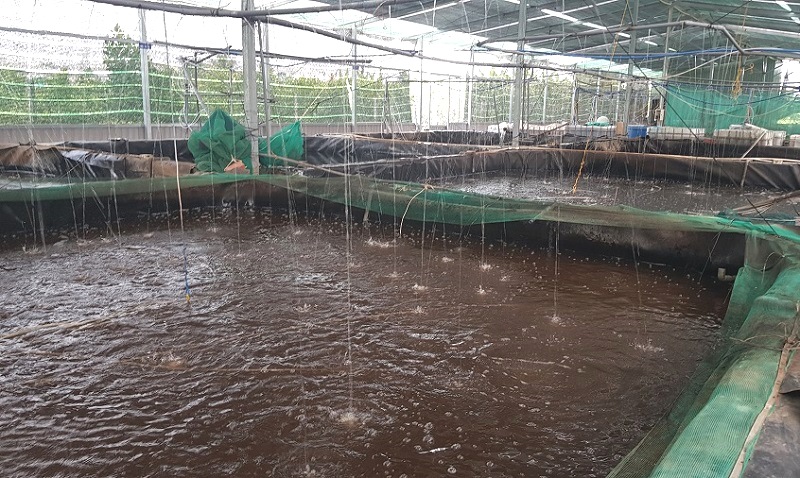 Bể nuôi cá đồng ứng dụng công nghệ cao tại Công ty cổ phần Nông nghiệp công nghệ cao có trụ sở tại xã Mỹ Phú, huyện Thủ Thừa, tỉnh Long An.