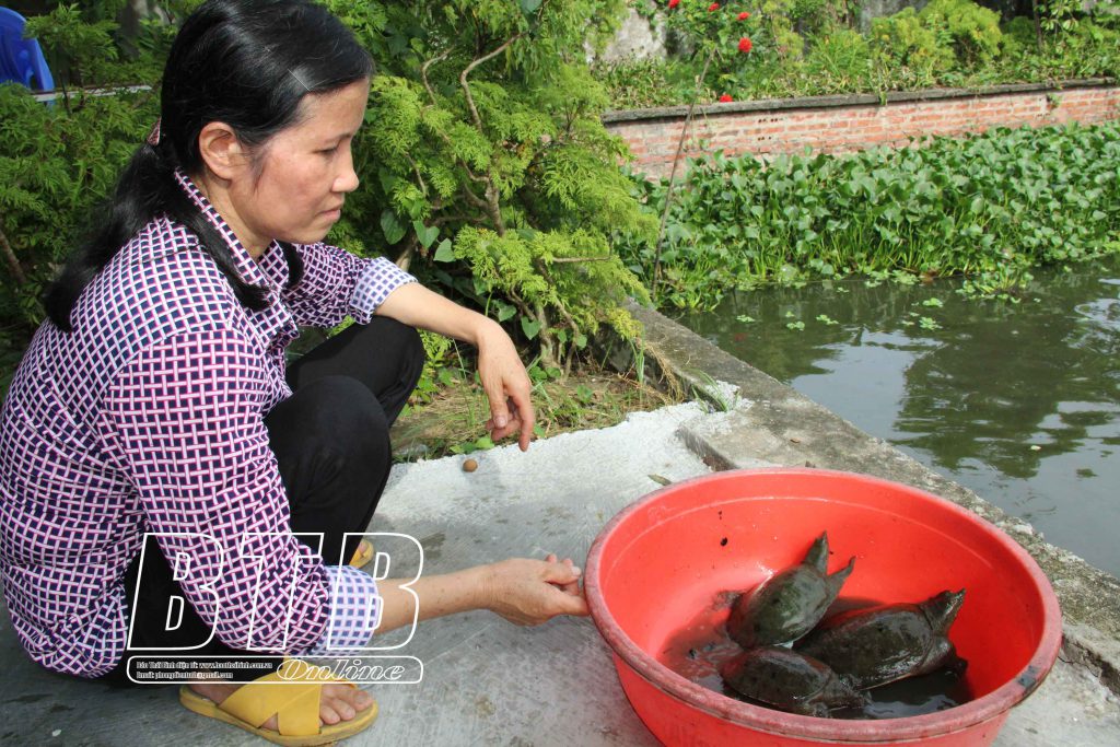 Chị Nguyễn Thị Rinh nuôi ba ba thương phẩm để tăng thu nhập.