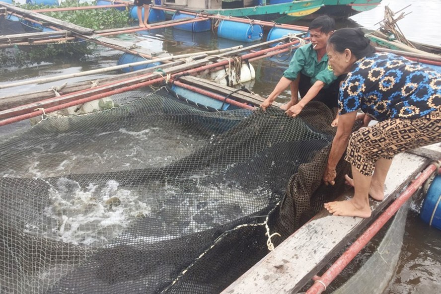 Người nuôi cá chẽm trong lồng, bè ở xã Thạch Sơn đang "mất ăn mất ngủ" vì đã đến vụ thu hoạch mà không có người mua. Ảnh: Trần Tuấn.