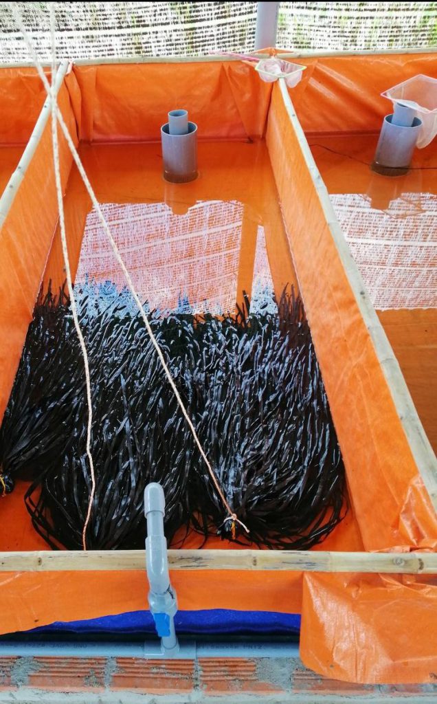 Mô hình nuôi lươn trong bể xi măng thu hơn 600 triệu đồngnăm