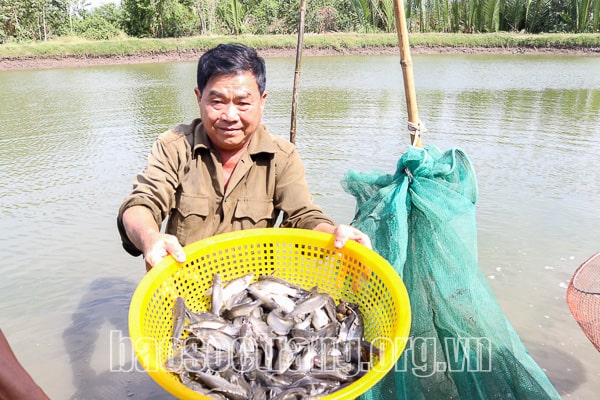 Ông Võ Hồng Liệt, ấp Hòa Trực, xã Hòa Tú 1, huyện Mỹ Xuyên (Sóc Trăng) thu hoạch vụ cá chốt nuôi đầu tiên trong năm 2023. 