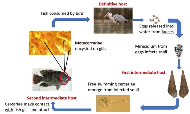 Hình 1. Vòng đời của Centrocestus formosanus (Trematode-Digenea)