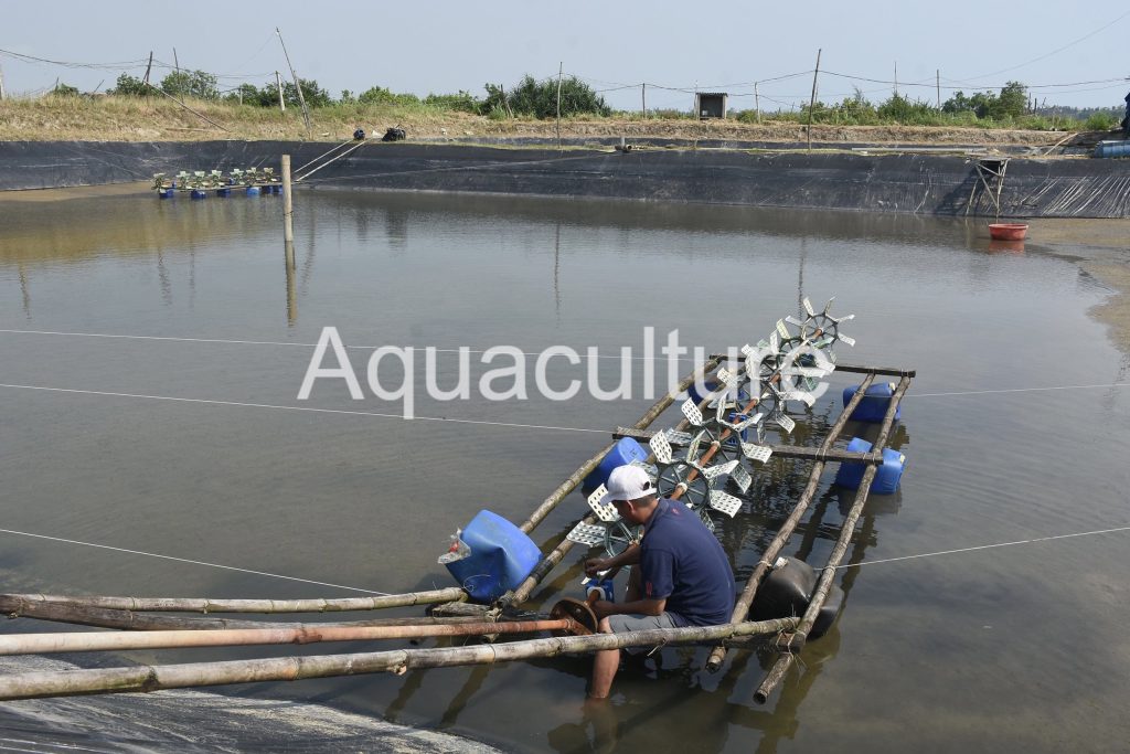 Khung cảnh tại các vùng nuôi tôm khá ảm đạm, đìu hiu