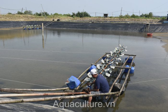 Khung cảnh tại các vùng nuôi tôm khá ảm đạm, đìu hiu