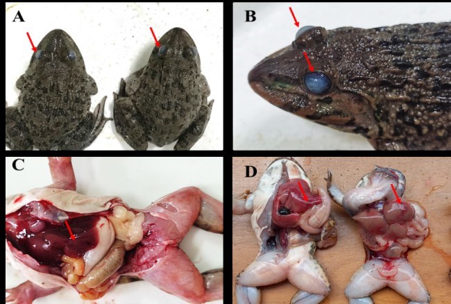 Hình 1. Biểu hiện lâm sàng ếch nhiễm bệnh Ghi chú; A, B – Ếch bị lồi, đục mắt; C,D – Gan bị xuất huyết, tụ huyết)