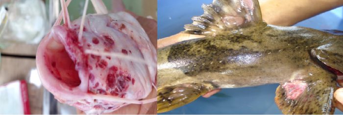 Cá lăng vàng và cá chiên bị bệnh do vi khuẩn Aeromonas spp.