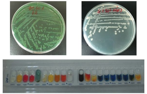Hình 4.  Khuẩn  lạc  và  đặc  điểm  sinh  hóa  của  vi  khuẩn V. parahaemolyticus tái phân lập lại từ tôm chết/yếu ở các nghiệm thức thí nghiệm.