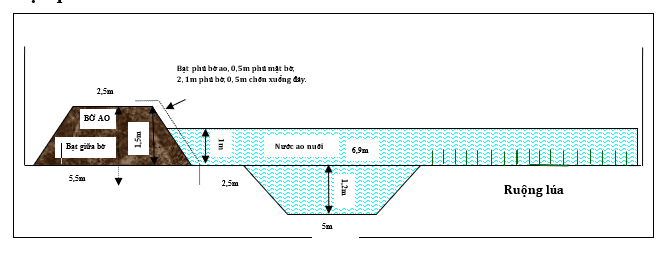 Mặt cắt mô hình ao bán nổi phủ bạt phù bờ ao trên đất trồng lúa kém hiệu quả