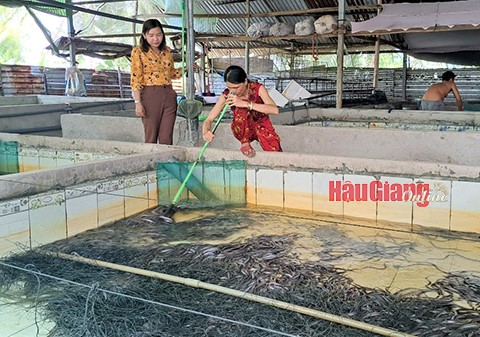 Mô hình nuôi lươn trong bể đang phát triển mạnh ở các địa phương trong tỉnh.