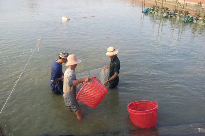 Nguyên nhân giá thành tôm nuôi còn cao do giá vật tư đầu vào cao nhưng quan trọng hơn do tỉ lệ thành công trong nuôi tôm còn thấp. 