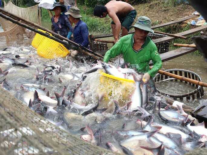 Nông dân ở huyện Hồng Ngự, tỉnh Đồng Tháp đang gặp khó khăn vì giá cá tra vẫn nằm im ở mức thấp trong nhiều tháng qua. Ảnh: VĨNH KỲ