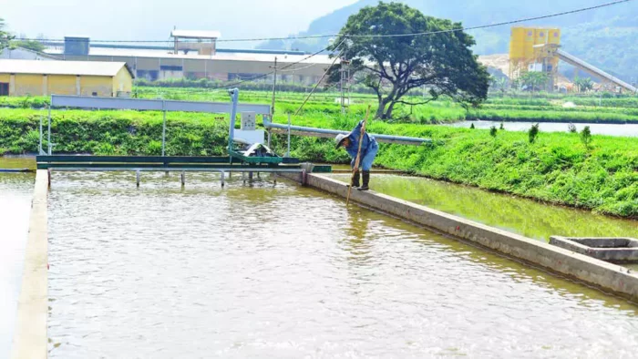 Trung tâm Quốc gia giống thủy sản nước ngọt miền Trung dùng công nghệ “sông” để nuôi thành công cá tầm trong ao đất