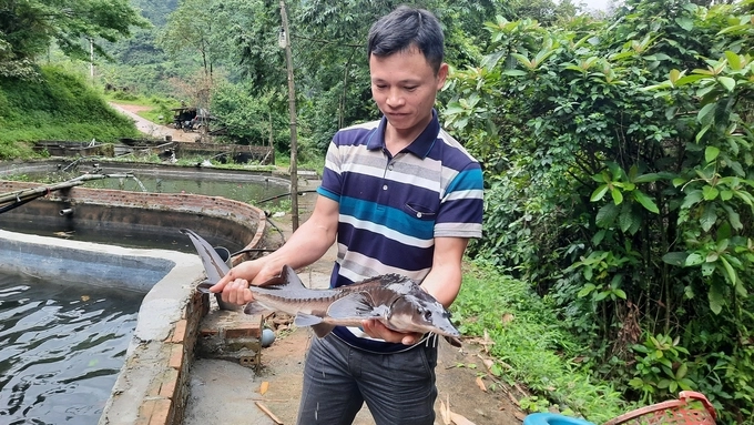 Anh Dường Cắm Dìu hàng ngày cùng ông Kha trông nom, chăm sóc đàn cá tầm trị giá hàng tỉ đồng. Ảnh: Nguyễn Thành.