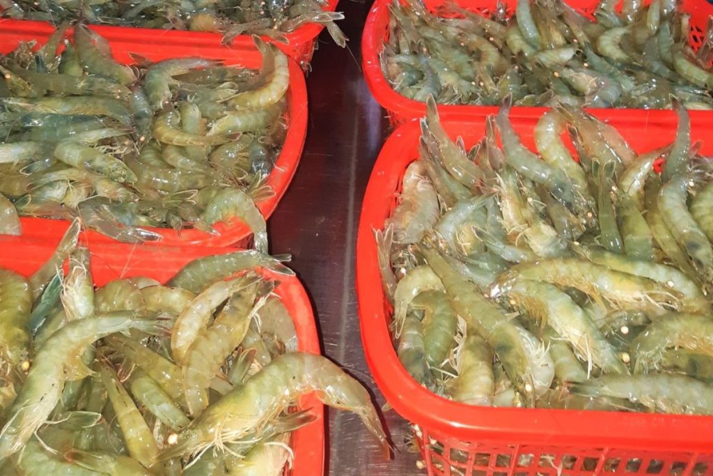 Giá tôm liên tục giảm khiến người nuôi tôm ở Tiền Giang gặp khó.