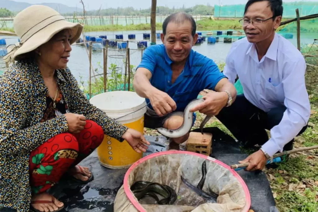 Ông Phưởng (giữa) kiểm tra cá chình để phòng ngừa dịch bệnh. Mô hình nuôi cá chình của ông Phương ở xã Mỹ Thắng, huyện Phù Mỹ (tỉnh Bình Định).