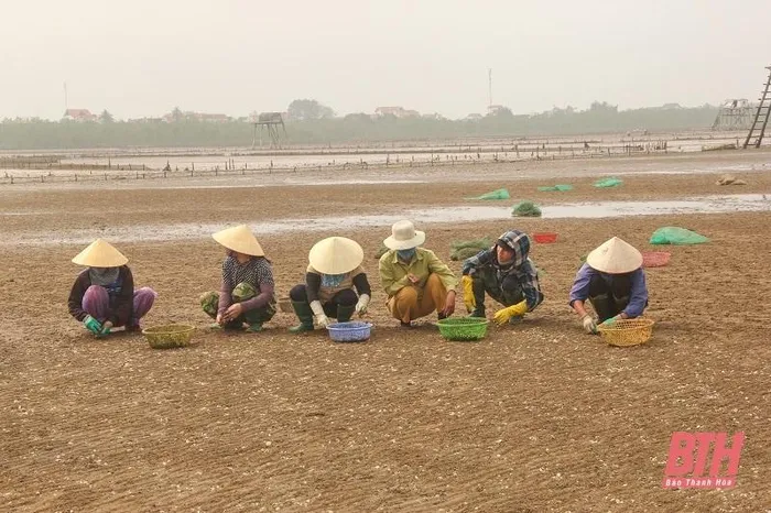 Người dân xã Hải Lộc (Hậu Lộc) thu hoạch, san thưa ngao nuôi đạt kích cỡ thương phẩm.