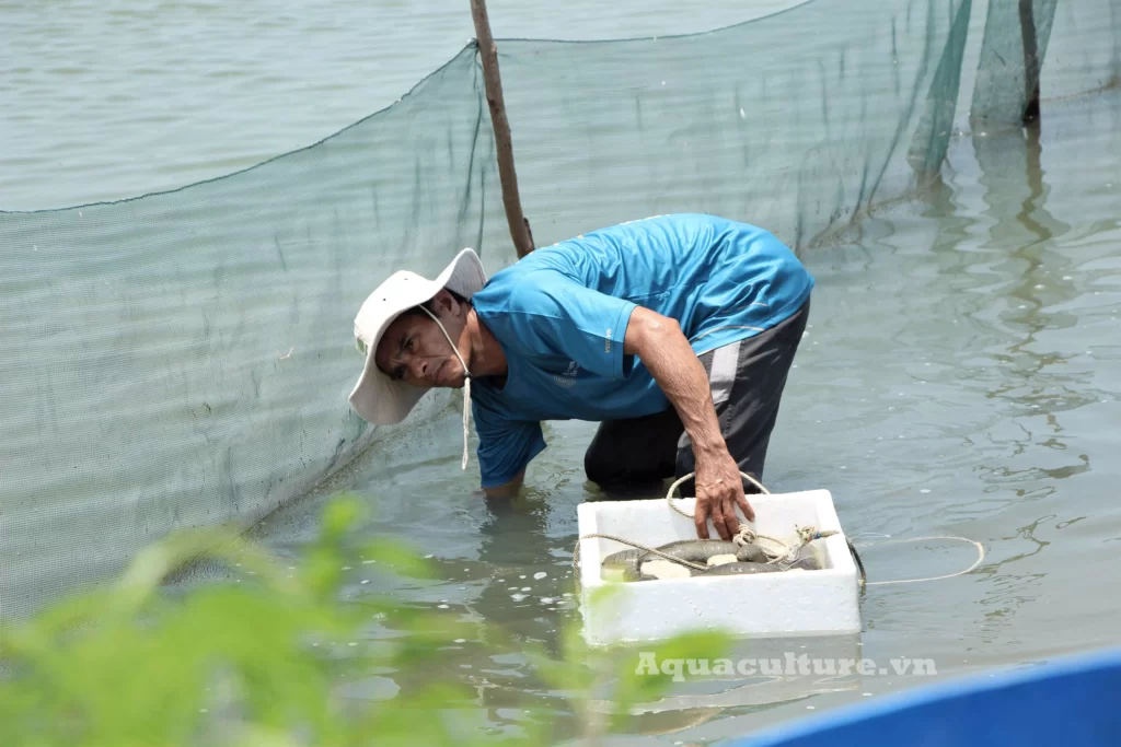 Ao nuôi hải sâm cát ghép với ốc hương của anh Phan Văn Tiến