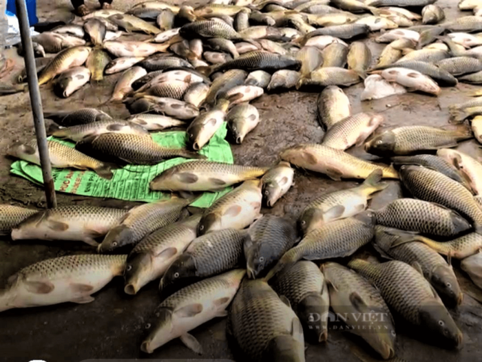 Cá chết ở một số hộ nuôi thuộc xã An Bình (huyện Nam Sách) nhiều không đếm xuể. (Ảnh: Chụp lại từ clip của người) dân.