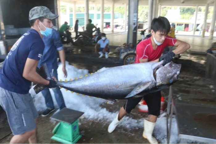 Cá ngừ Việt Nam được thị trường Mexico và Chile ưa chuộng