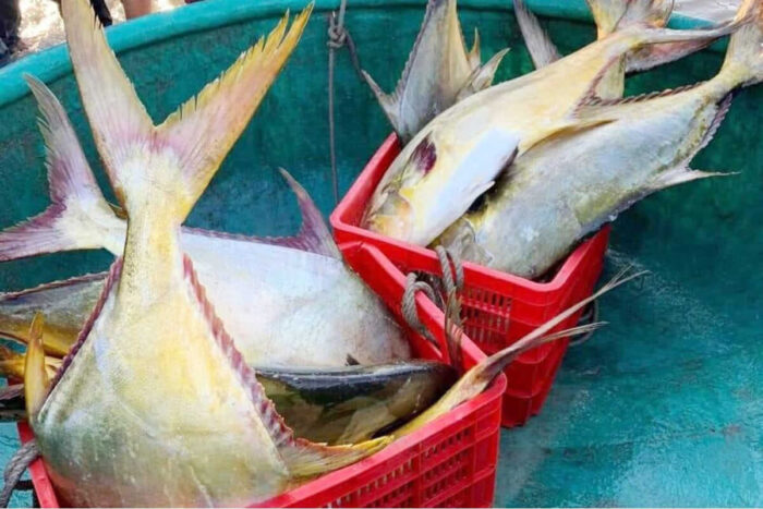 Tàu cá của anh Tĩnh làm chủ sau một đêm ra khơi trúng hơn 3 tấn cá vàng dương này, bán thu về hơn 600 triệu đồng. Ảnh: Kỳ Anh