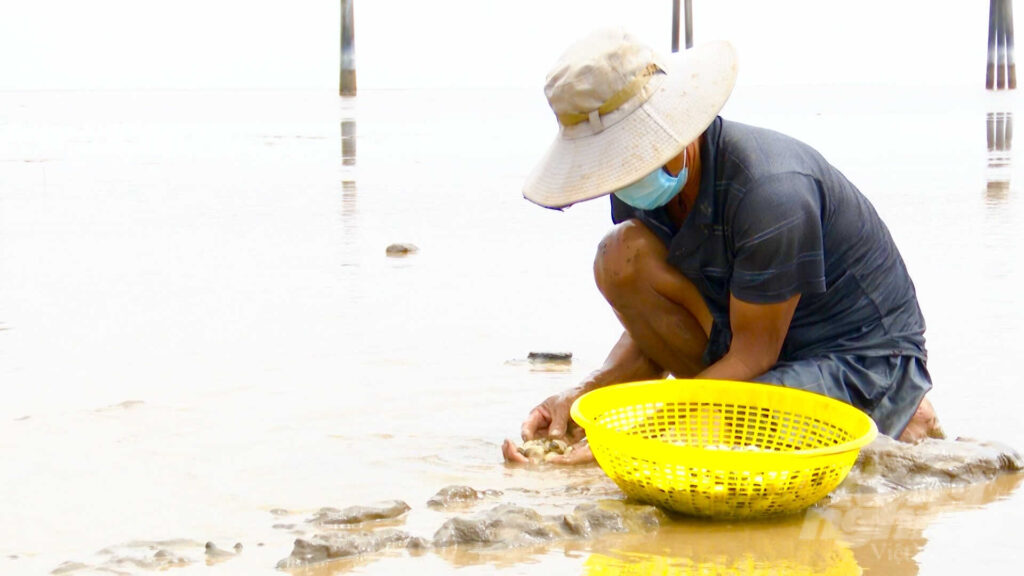 Giá ngao tại Trà Vinh giảm một nửa so với đầu năm. Ảnh: Hồ Thảo.