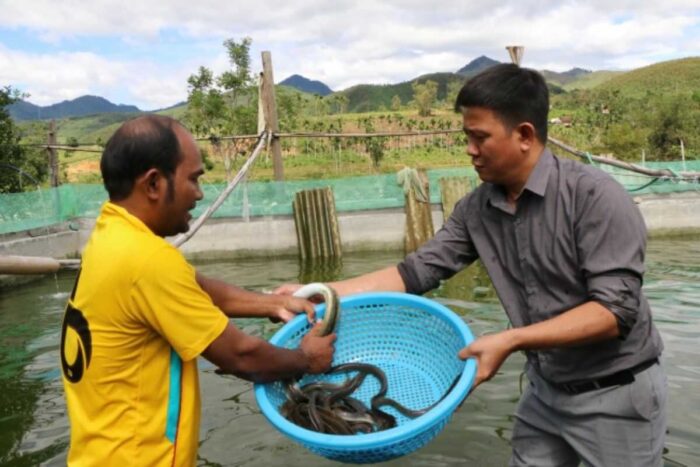 Cán bộ kỹ thuật Trung tâm Khuyến nông tỉnh Quảng Ngãi phối hợp với Trung tâm DVNN huyện Sơn Tây kiểm tra đinh kỳ mô hình nuôi cá chình thương phẩm ở xã Sơn Tinh