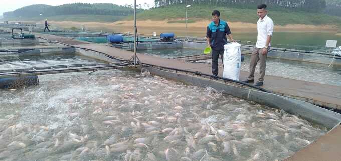 Mực nước hồ Thác Bà xuống rất thấp nên HTX thủy sản Hoàng Kim (xã Hán Đà, huyện Yên Bình) phải theo dõi tình hình sức khỏe của đàn cá rất chặt chẽ. Ảnh: Thanh Tiến.