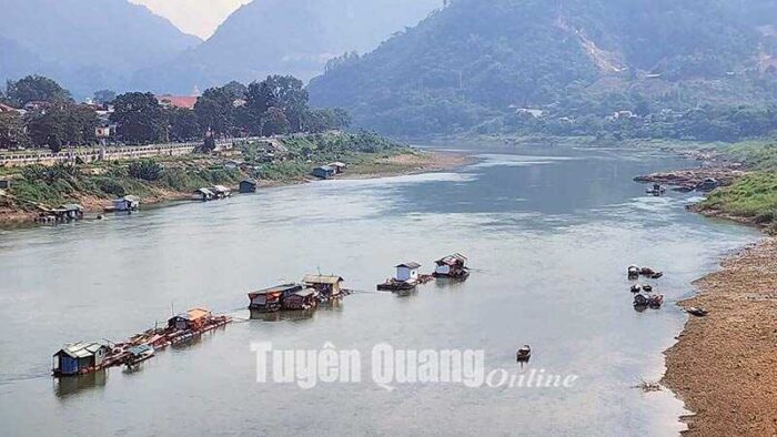 Mực nước sông Lô xuống thấp, người nuôi cá lồng ở thành phố Tuyên Quang phải di chuyển lồng bè ra xa.