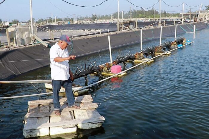 Nắng nóng kéo dài khiến nguy cơ dịch bệnh trên thủy sản nuôi luôn rình rập. Ảnh: Công Điền.