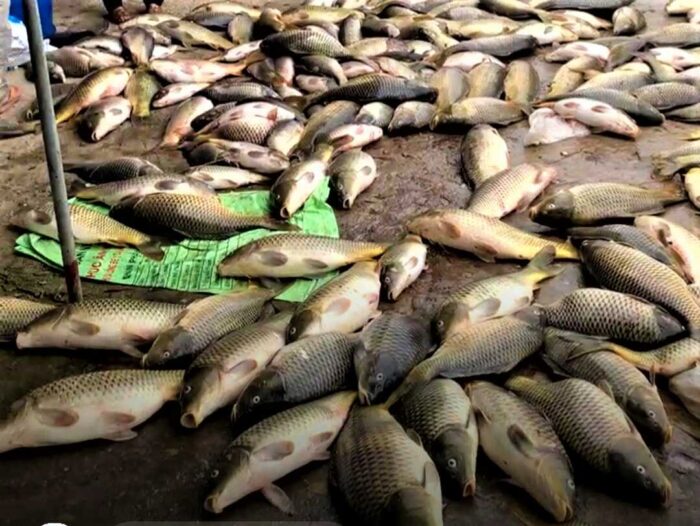 Nhiều hộ nuôi cá lồng thiệt hại tiền trăm, tiền tỷ vì cá chết
