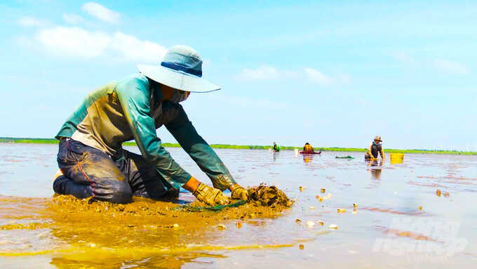 Theo nông dân nuôi vọp tại tỉnh Trà Vinh đây là mô hình khá nhàn, không tốn công chăm sóc, được thương lái đến tại chỗ thu mua. Ảnh: Hồ Thảo.