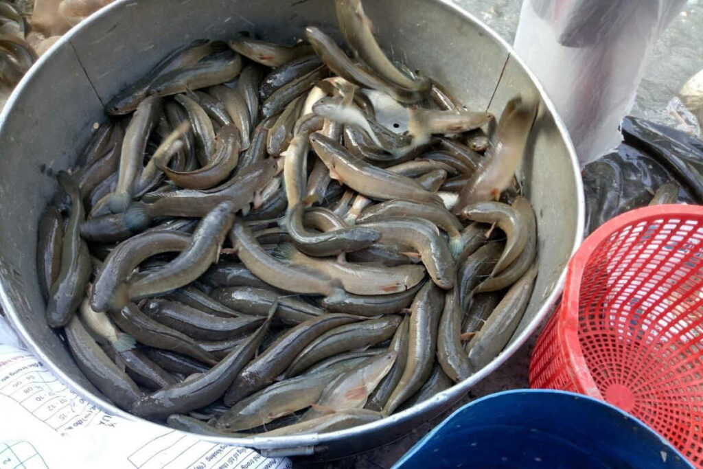 Nông dân nuôi cá lóc trong năm 2022 và năm 2023 đều nuôi rải vụ. Ảnh: greenfeed.com.vn