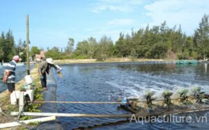 Aquaculture.vn