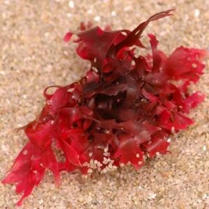 Tảo đỏ (Porphyra haitanensis)