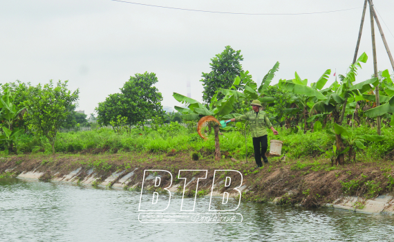 Chất thải chăn nuôi, cỏ, rơm rạ sau thu hoạch được ông Đoán tận dụng làm thức ăn cho cá mè.