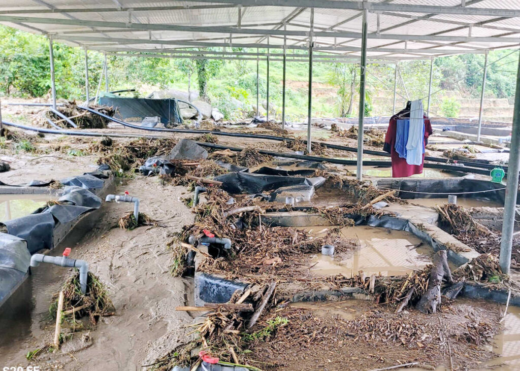 65 bể ương cá Tầm của hộ ông Phạm Văn Nhiêu bị thiệt hại do thiên tai (Ảnh CTV).