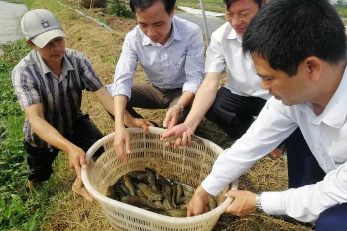 Kiểm tra tình hình sinh trưởng, phát triển của cá bống bớp khi cho ăn thức ăn công nghiệp tại xã Nam Điền (huyện Nghĩa Hưng, tỉnh Nam Định)