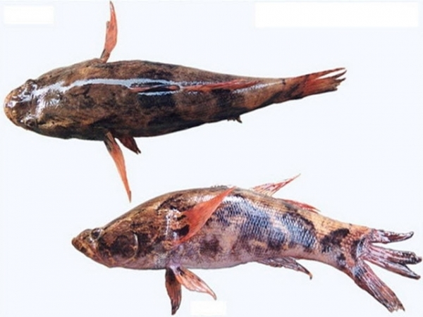 Cá bống tượng không khó nuôi, tuy nhiên khi nuôi cá bống tượng người nuôi cần lưu ý phòng và trị một số bệnh thường gặp ở cá bống tượng để đạt năng suất cao