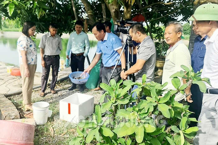 Các đại biểu tham quan và đánh giá mô hình nuôi chạch bùn tại xã Cổ Bì (Bình Giang)