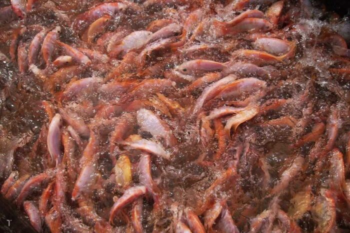 Người nuôi cá điêu hồng nên chọn các loại thức ăn dạng viên nổi để giúp cá ăn tốt. Ảnh: Tép Bạc